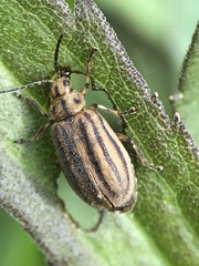 Ophraella communa