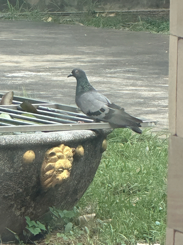 Feral Pigeon