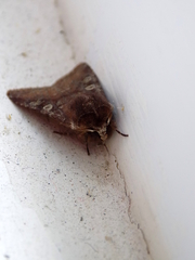 Cerastis leucographa