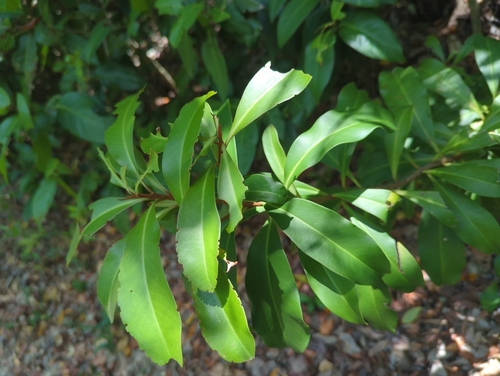 Ardisia escallonioides
