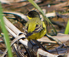 Motacilla flava feldegg