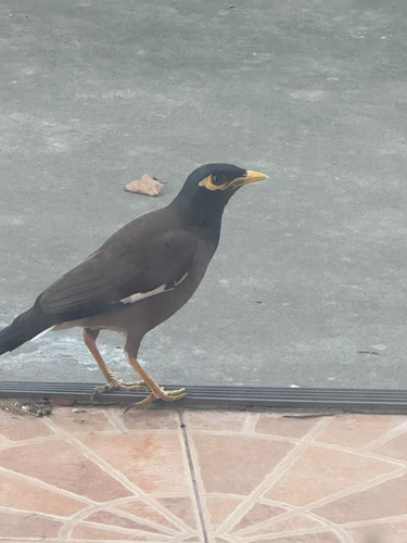 Common Myna