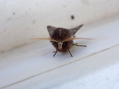 Cerastis leucographa