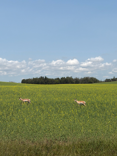 Pronghorn
