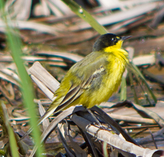 Motacilla flava feldegg