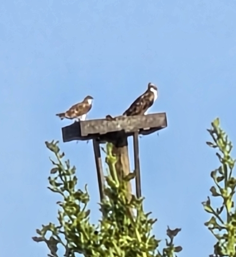 iNaturalist observation photo of Osprey