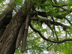 Ginkgo biloba