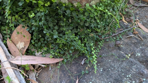 Necklace Fern