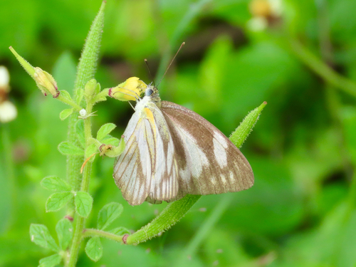 Striped Albatross