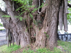 Ginkgo biloba