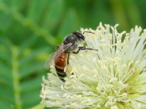 Red Dwarf Honey Bee