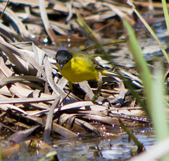 Motacilla flava feldegg