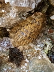 Chiton