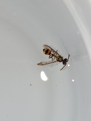 Ropalidia flavobrunnea