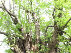 Ginkgo biloba