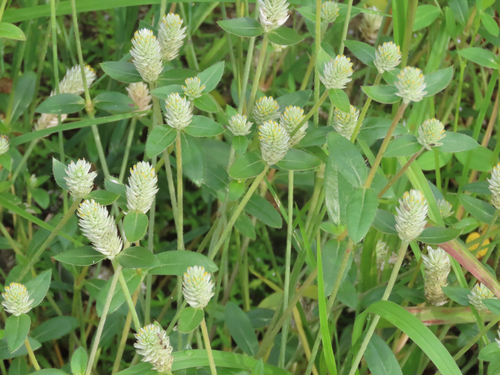 Gomphrena celosioides, photograph 5