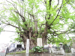 Ginkgo biloba