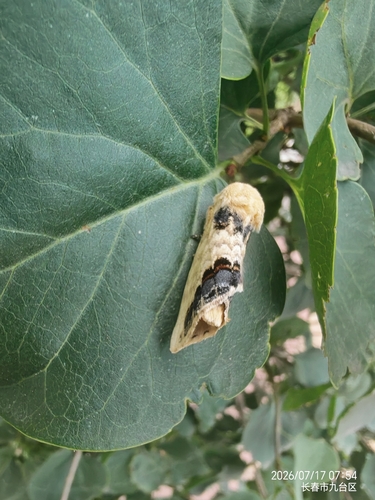 Phalera flavescens