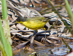 Motacilla flava feldegg