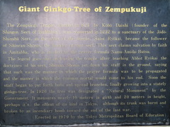 Ginkgo biloba