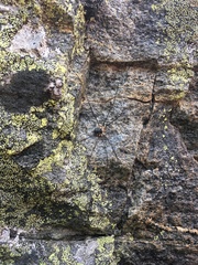Mitopus glacialis