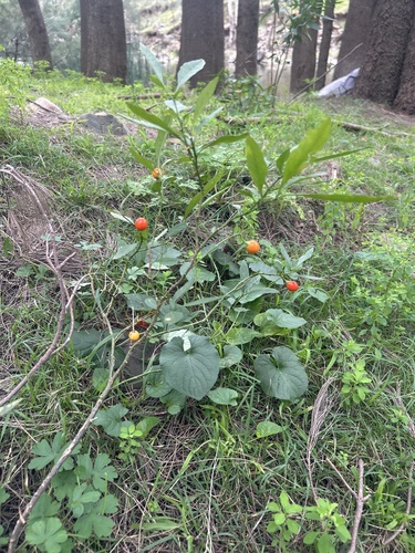 Jerusalem cherry