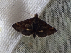 Pyrausta porphyralis