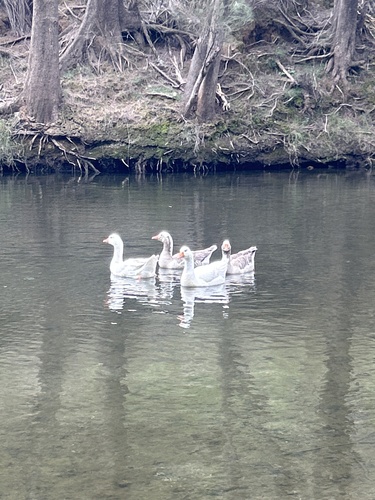 Domestic Greylag Goose
