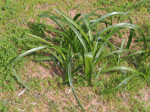 Crinum flaccidum, photograph 4
