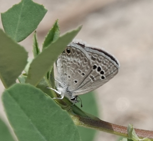 Reakirt's Blue