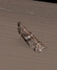 Cryptoblabes plagioleuca