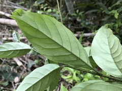 Maesa japonica