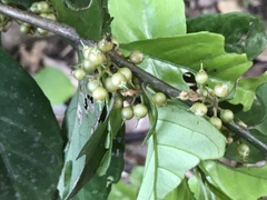 Maesa japonica
