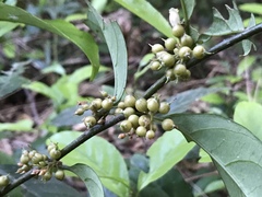 Maesa japonica