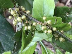 Maesa japonica