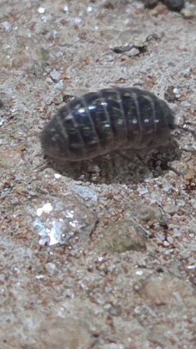 Common Pill Woodlouse
