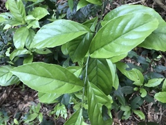 Maesa japonica