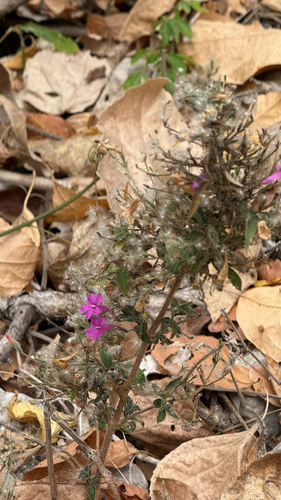 Ruellia inundata