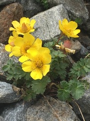 Geum reptans