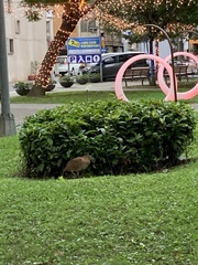 Gorsachius melanolophus