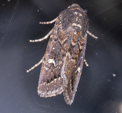 Proteuxoa bistrigula