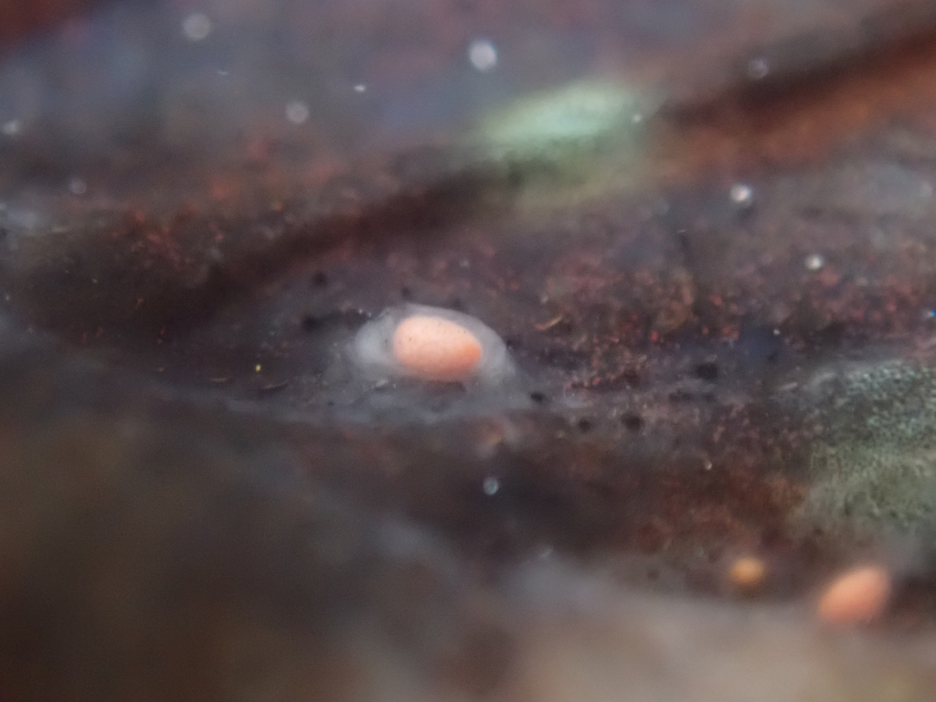 Piscinquilinidae