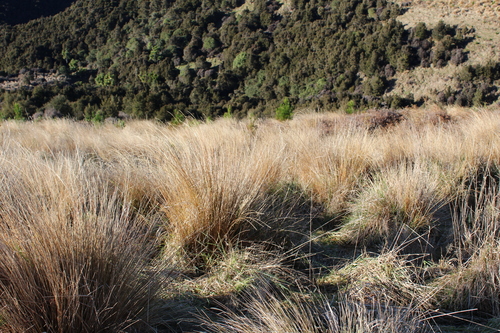 Chionochloa rubra, photograph 6