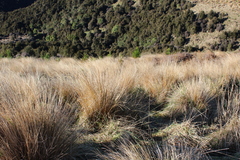 Chionochloa rubra, photograph (c) Joe Dillon, some rights reserved (CC BY)