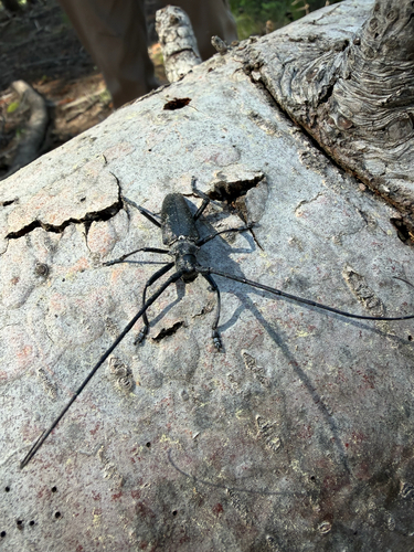 iNaturalist observation photo of White-spotted Sawyer
