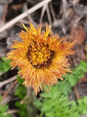 Tussilago farfara