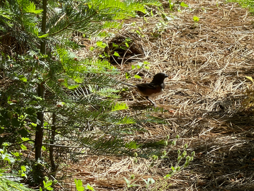 iNaturalist observation photo of Spotted Towhee