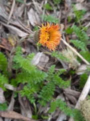 Tussilago farfara