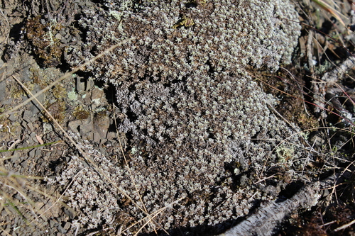 Raoulia albosericea, photograph 2