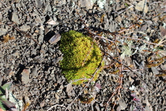 (c) Joe Dillon, some rights reserved (CC BY) Scleranthus uniflorus, photograph (c) Joe Dillon, some rights reserved (CC BY)